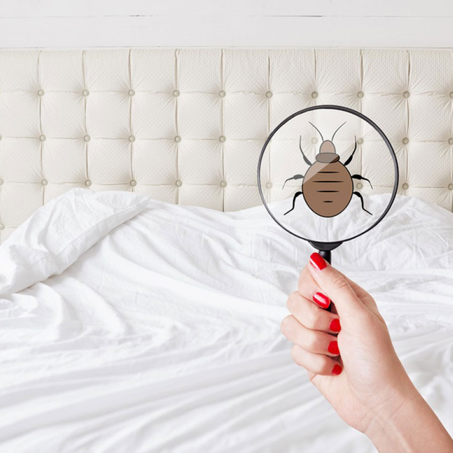 magnifying glass with bed bug