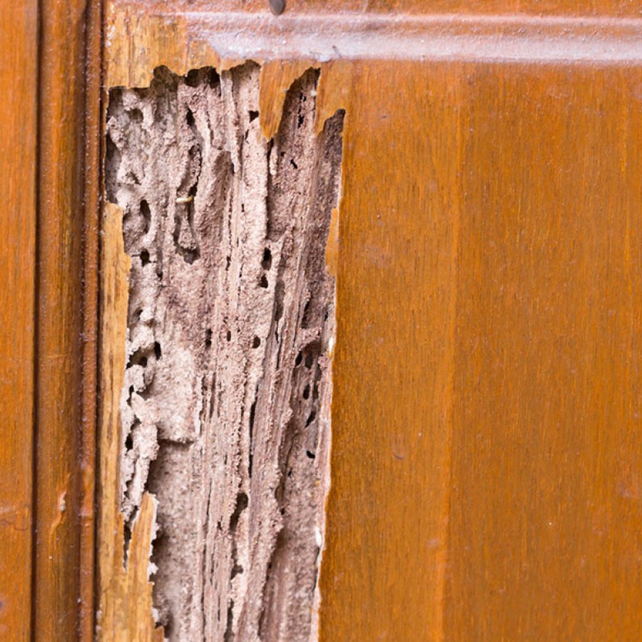 termite damage on door