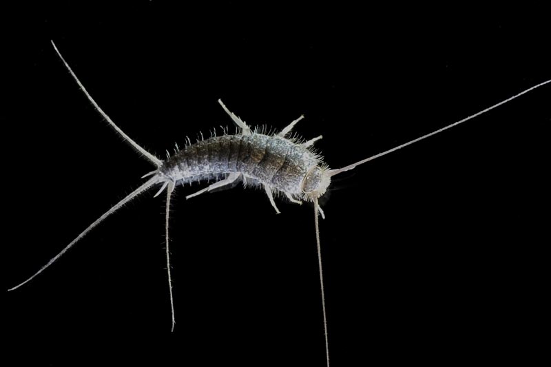 silverfish removal service in grand junction