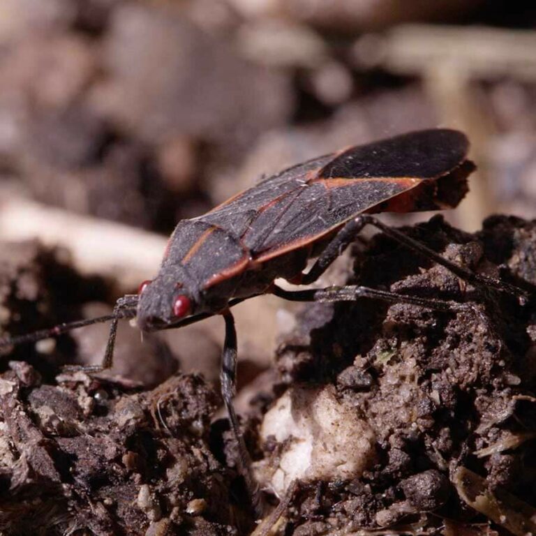 Boxelder Bug Control Shield Pest Control