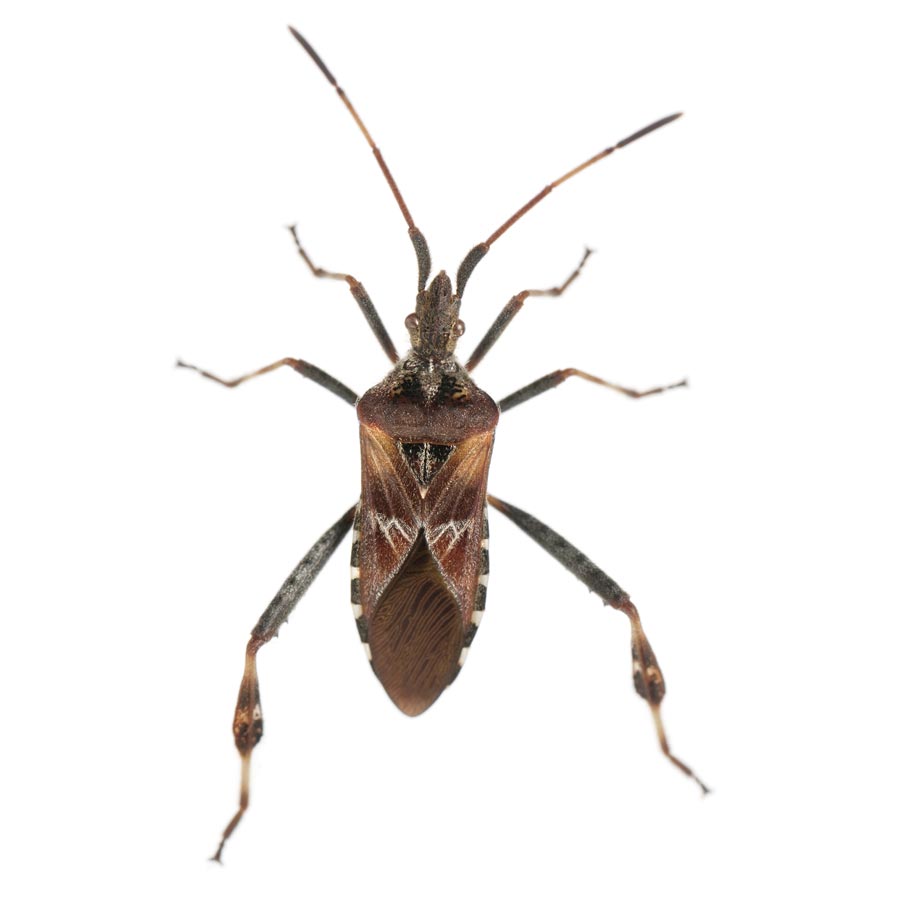 Elm Seed Bug in Colorado
