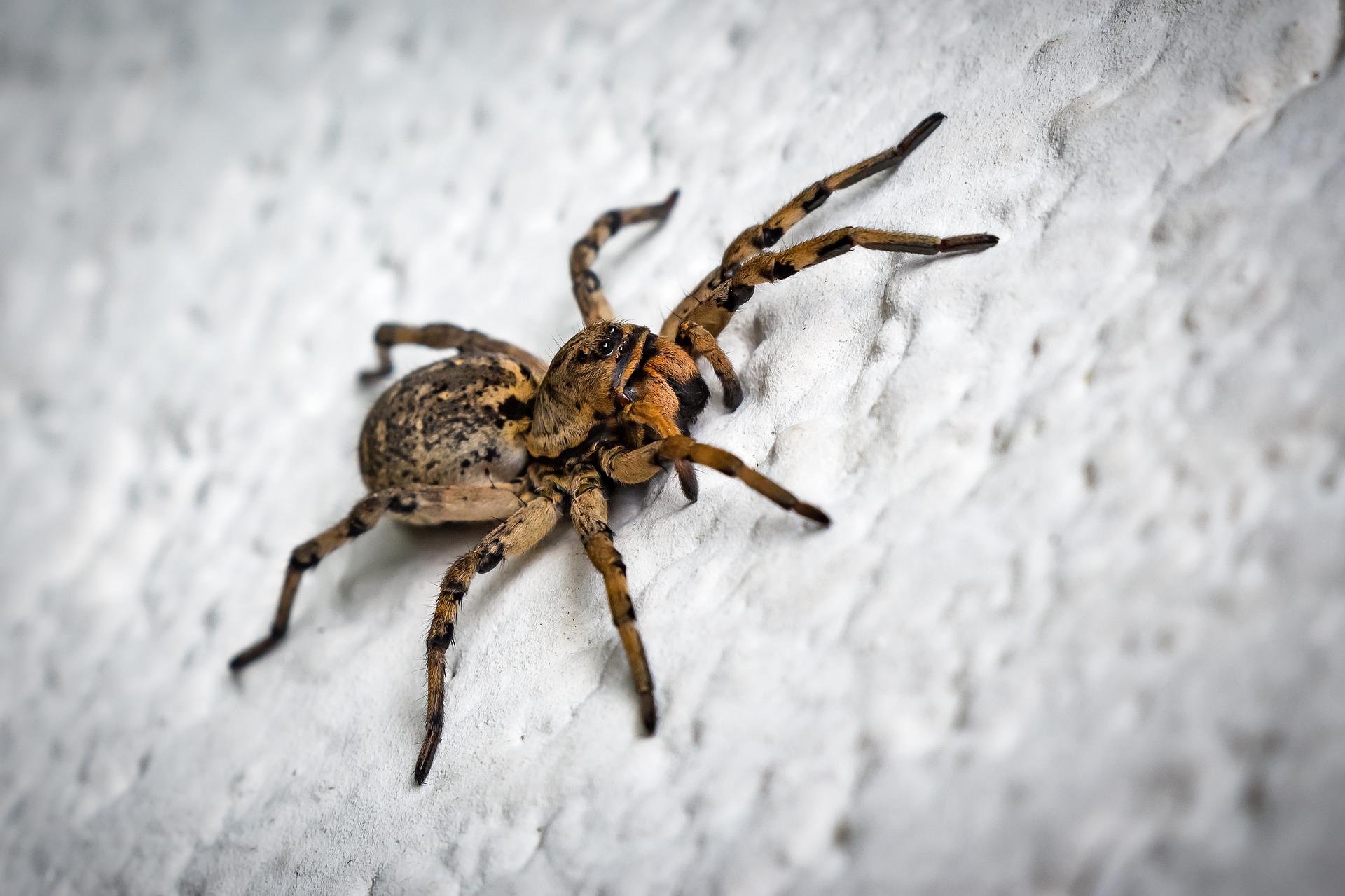 spider removal in grand junction