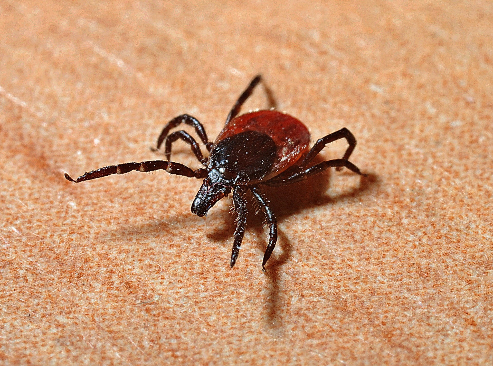 Tick Removal in Grand Junction
