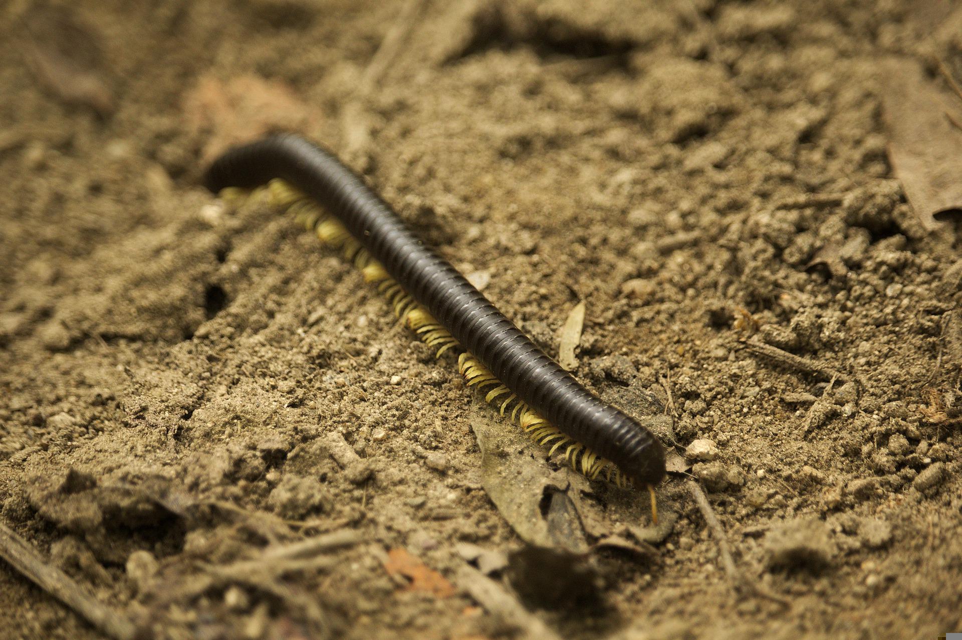 Millipede Removal Services